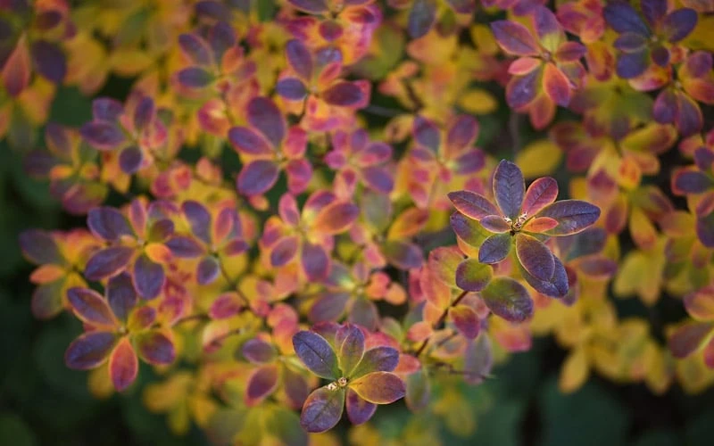 Ribbon Candy Swamp Azalea (Rhododendron Viscosum) - 2 Gallon Pot 6 Ribbon Candy Swamp Azalea (Rhododendron Viscosum) - 2 Gallon Pot - Image 6