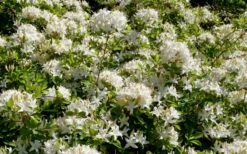 Swamp Azalea (Rhododendron Viscosum) - 3 Gallon Pot -Foxtail Plant Shop rhododendron viscosum swamp azalea 4