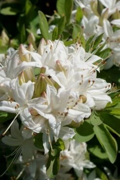 Swamp Azalea (Rhododendron Viscosum) - 1 Gallon Pot -Foxtail Plant Shop rhododendron viscosum swamp azalea 5 1