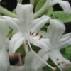 Swamp Azalea (Rhododendron Viscosum) - 3 Gallon Pot -Foxtail Plant Shop rhododendron viscosum swamp azalea 7