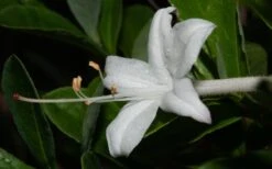 Swamp Azalea (Rhododendron Viscosum) - 1 Gallon Pot -Foxtail Plant Shop rhododendron viscosum swamp azalea 8 1