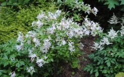 Swamp Azalea (Rhododendron Viscosum) - 1 Gallon Pot -Foxtail Plant Shop rhododendron viscosum swamp azalea 9 1