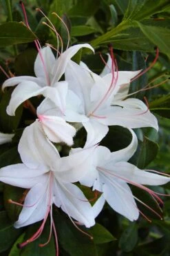 Weston's Innocence Fragrant Swamp Azalea (Rhododendron) - 3 Gallon Pot 13 Weston's Innocence Fragrant Swamp Azalea (Rhododendron) - 3 Gallon Pot -Foxtail Plant Shop rhododendron viscosum westons innocence native azalea 1