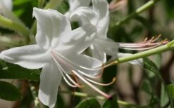 Weston's Innocence Fragrant Swamp Azalea (Rhododendron) - 3 Gallon Pot 10 Weston's Innocence Fragrant Swamp Azalea (Rhododendron) - 3 Gallon Pot -Foxtail Plant Shop rhododendron viscosum westons innocence swamp azalea 1