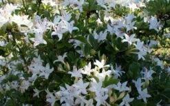 Weston's Innocence Fragrant Swamp Azalea (Rhododendron) - 3 Gallon Pot 11 Weston's Innocence Fragrant Swamp Azalea (Rhododendron) - 3 Gallon Pot -Foxtail Plant Shop rhododendron viscosum westons innocence swamp azalea 3