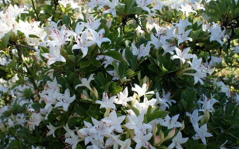 Weston's Innocence Fragrant Swamp Azalea (Rhododendron) - 3 Gallon Pot 5 Weston's Innocence Fragrant Swamp Azalea (Rhododendron) - 3 Gallon Pot - Image 5