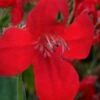 Ragin' Cajun Red Mexican Petunia (Ruellia Elegans) - 1 Gallon Pot -Foxtail Plant Shop ruellia elegans ragin cajun red mexican petunia 1 1