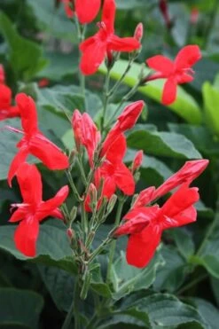 Ragin' Cajun Red Mexican Petunia (Ruellia Elegans) - 5 Pack Quart Pots -Foxtail Plant Shop ruellia elegans ragin cajun red mexican petunia 2