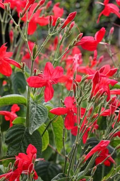 Ragin' Cajun Red Mexican Petunia (Ruellia Elegans) - 1 Gallon Pot 8 Ragin' Cajun Red Mexican Petunia (Ruellia Elegans) - 1 Gallon Pot -Foxtail Plant Shop ruellia elegans ragin cajun red mexican petunia 3 1