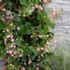 Rose Sensation Pink Climbing Hydrangea Vine - 3 Gallon Pot -Foxtail Plant Shop schizophragma hydrangeoides rose sensation climbing hydrangea 101 1