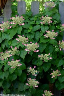 Rose Sensation Pink Climbing Hydrangea Vine - 3 Gallon Pot -Foxtail Plant Shop schizophragma hydrangeoides rose sensation climbing hydrangea 104 1