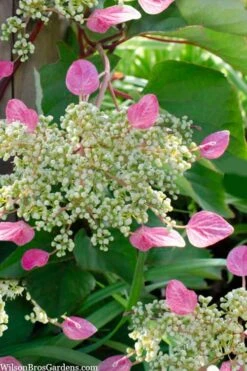 Rose Sensation Pink Climbing Hydrangea Vine - 1 Gallon Pot -Foxtail Plant Shop schizophragma hydrangeoides rose sensation climbing hydrangea 105