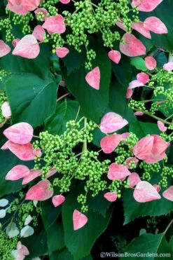 Rose Sensation Pink Climbing Hydrangea Vine - 3 Gallon Pot -Foxtail Plant Shop schizophragma hydrangeoides rose sensation climbing hydrangea 106 1