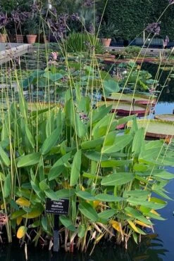 Powdery Alligator Flag (Thalia Dealbata) - 3 Gallon Pot -Foxtail Plant Shop thalia dealbata powdery alligator flag 2