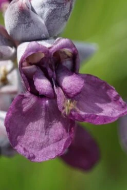 Powdery Alligator Flag (Thalia Dealbata) - 3 Gallon Pot -Foxtail Plant Shop thalia dealbata powdery alligator flag 9