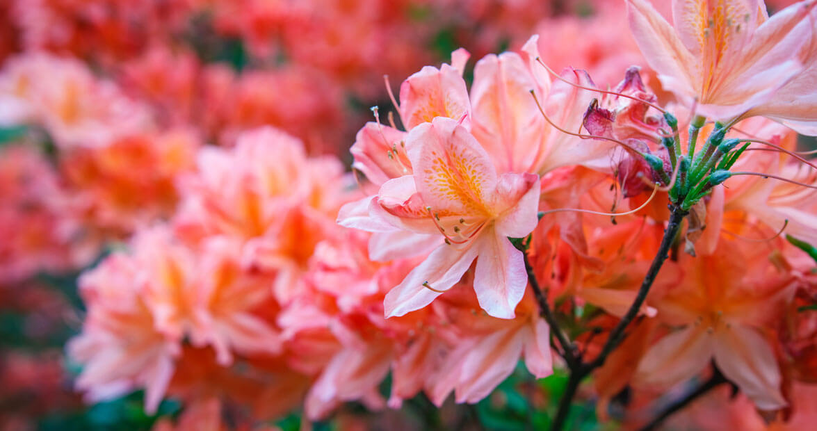 Foxtail Plant Shop -Foxtail Plant Shop tips for planting azaleas