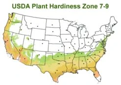 Chisato No Aki Camellia Japonica - 3 Gallon Pot -Foxtail Plant Shop usda zone 7 9 map 600x425 1