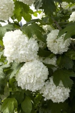 Eastern Snowball Viburnum Bush - 1 Gallon Pot -Foxtail Plant Shop viburnum opulus sterile eastern snowball 2