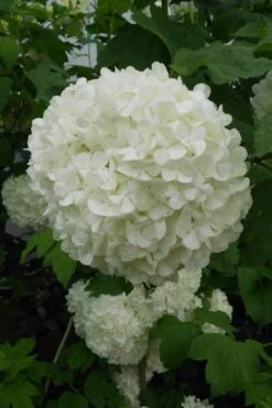 Eastern Snowball Viburnum Bush - 1 Gallon Pot -Foxtail Plant Shop viburnum opulus sterile eastern snowball 3
