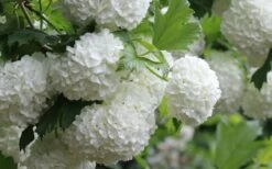 Eastern Snowball Viburnum Bush - 1 Gallon Pot -Foxtail Plant Shop viburnum opulus sterile eastern snowball 4