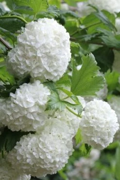 Eastern Snowball Viburnum Bush - 1 Gallon Pot -Foxtail Plant Shop viburnum opulus sterile eastern snowball 5
