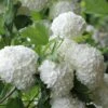 Eastern Snowball Viburnum Bush - 3 Gallon Pot -Foxtail Plant Shop viburnum opulus sterile eastern snowball 6 1