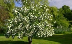 Eastern Snowball Viburnum Bush - 3 Gallon Pot -Foxtail Plant Shop viburnum opulus sterile eastern snowball 9 1