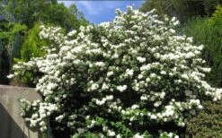 Japanese Snowball Bush (Viburnum Plicatum) - 2 Gallon Pot -Foxtail Plant Shop viburnum plicatum japanese snowball bush flowers 15