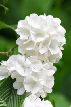 Japanese Snowball Bush (Viburnum Plicatum) - 2 Gallon Pot -Foxtail Plant Shop viburnum plicatum japanese snowball flowers 10