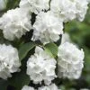Japanese Snowball Bush (Viburnum Plicatum) - 2 Gallon Pot 11 Japanese Snowball Bush (Viburnum Plicatum) - 2 Gallon Pot -Foxtail Plant Shop viburnum plicatum japanese snowball flowers 14