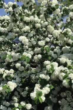 Japanese Snowball Bush (Viburnum Plicatum) - 2 Gallon Pot -Foxtail Plant Shop viburnum plicatum japanese snowball flowers 15
