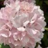 Kern's Pink Snowball Viburnum Bush - 2 Gallon Pot -Foxtail Plant Shop viburnum plicatum kerns pink snowball 2