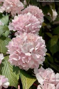 Kern's Pink Snowball Viburnum Bush - 2 Gallon Pot -Foxtail Plant Shop viburnum plicatum kerns pink snowball 3