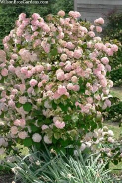 Kern's Pink Snowball Viburnum Bush - 2 Gallon Pot -Foxtail Plant Shop viburnum plicatum kerns pink snowball 9