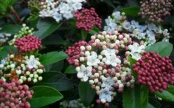 Spring Bouquet Viburnum - 3 Gallon Pot 13 Spring Bouquet Viburnum - 3 Gallon Pot -Foxtail Plant Shop viburnum spring bouquet 800x500 3
