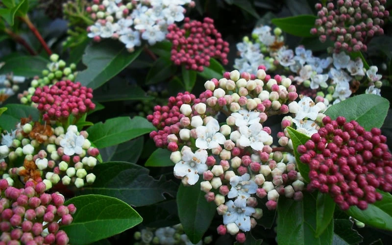 Spring Bouquet Viburnum - 3 Gallon Pot 7 Spring Bouquet Viburnum - 3 Gallon Pot - Image 7