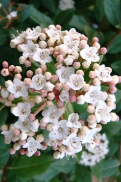 Spring Bouquet Viburnum - 6 Pack Of 1 Gallon Pots -Foxtail Plant Shop viburnum tinus spring bouquet 1