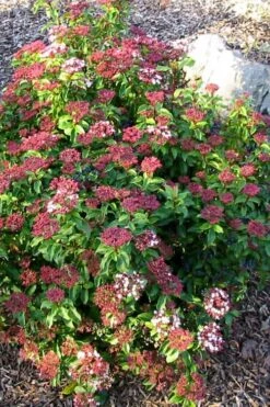 Spring Bouquet Viburnum - 6 Pack Of 1 Gallon Pots -Foxtail Plant Shop viburnum tinus spring bouquet 2