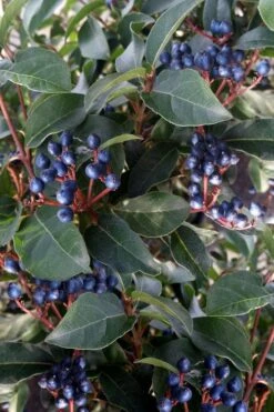 Spring Bouquet Viburnum - 6 Pack Of 1 Gallon Pots -Foxtail Plant Shop viburnum tinus spring bouquet 5