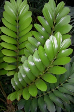 Coontie Palm (Zamia Pumila) - 3 Gallon Pot -Foxtail Plant Shop zamia pumila florida coontie 3