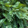 Coontie Palm (Zamia Pumila) - 3 Gallon Pot -Foxtail Plant Shop zamia pumila florida coontie 4