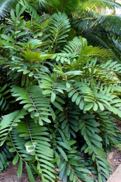 Coontie Palm (Zamia Pumila) - 3 Gallon Pot